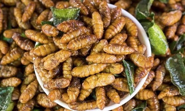 សត្វល្អិតបំពង